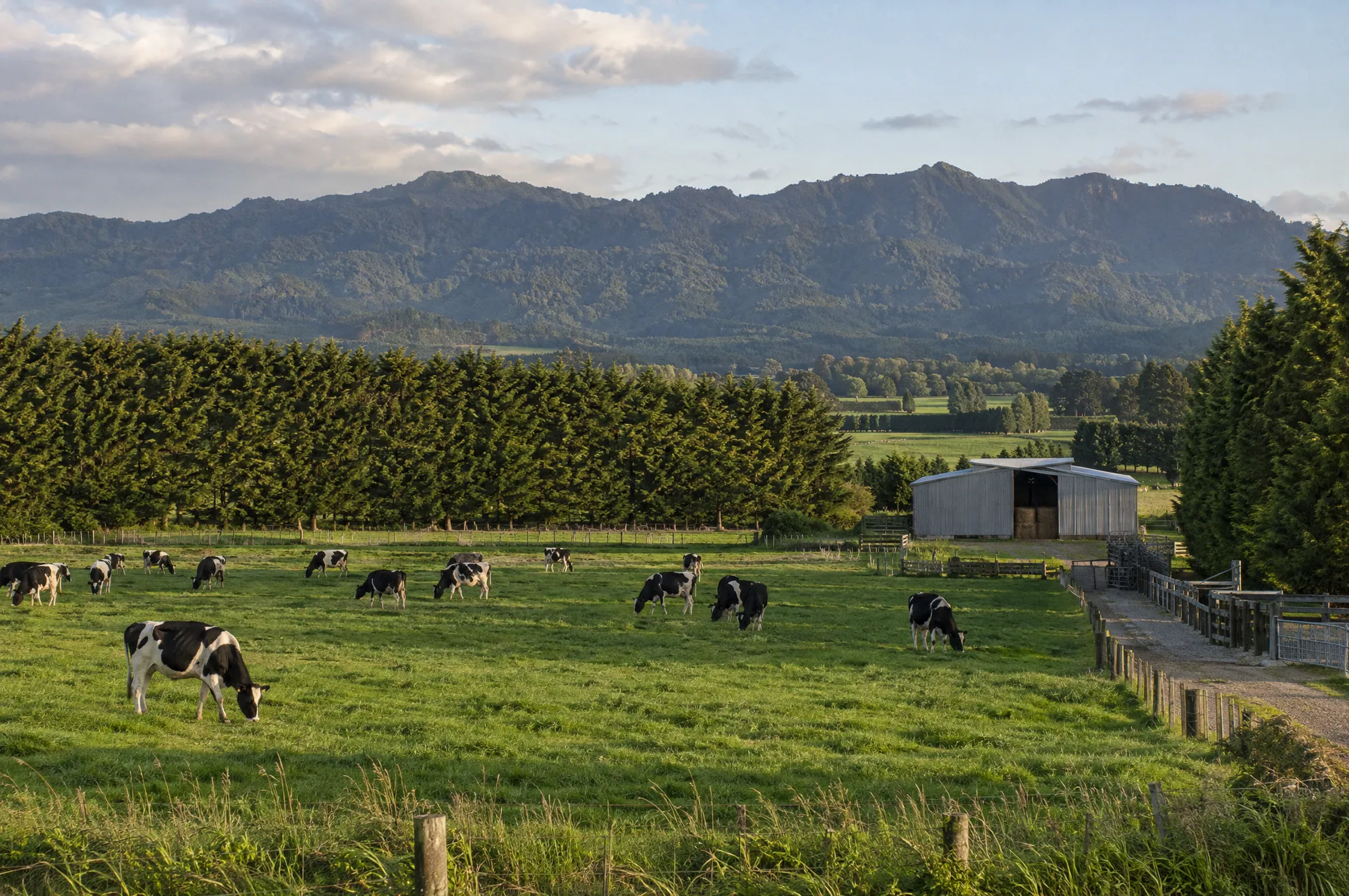 Dairy farmland on the plains below the Kaimai Range (illustrative)